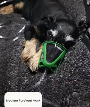 Reconditioned Airsep 10L Medical-Grade Pet Oxygen Concentrator – Continuous Oxygen Therapy for Dogs, Cats and Pets