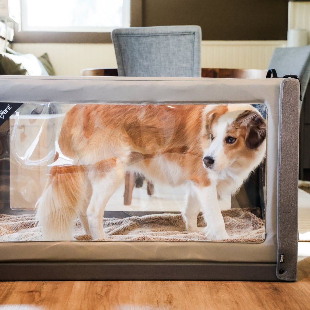 PureVent Pet Oxygen Chamber – Large Oxygen Enclosure for Dogs, Cats, and Pets