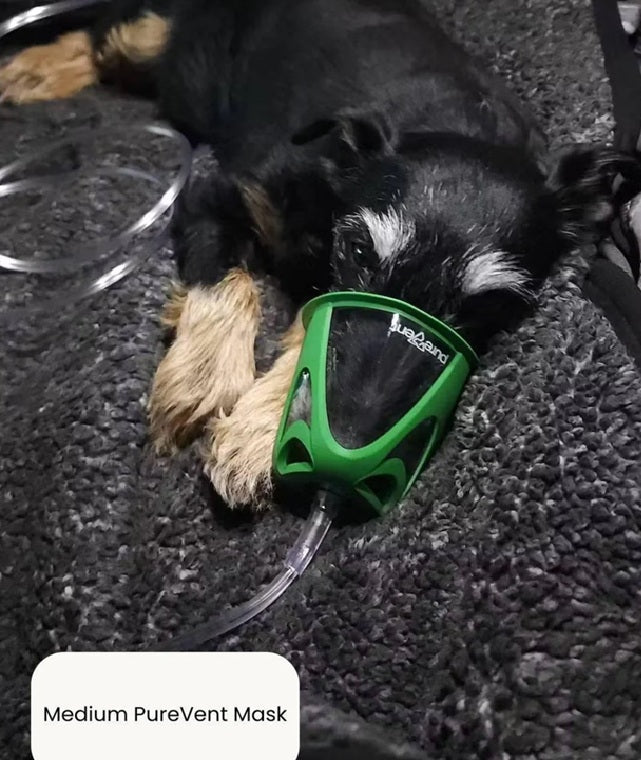 Reconditioned Airsep 10L Medical-Grade Pet Oxygen Concentrator – Continuous Oxygen Therapy for Dogs, Cats and Pets